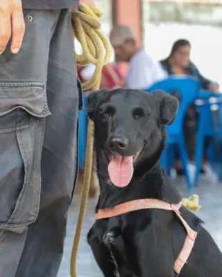 Imagem ilustrativa da imagem Novas inscrições para castração de cães e gatos em Maricá