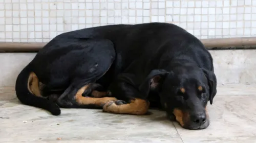 Imagem ilustrativa da imagem Animais de estimação poderão se despedir de tutores em cemitério no Rio