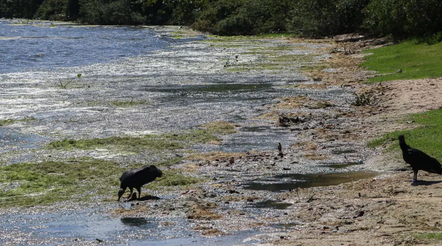 Imagem ilustrativa da imagem Pedido de socorro nas lagoas de Maricá