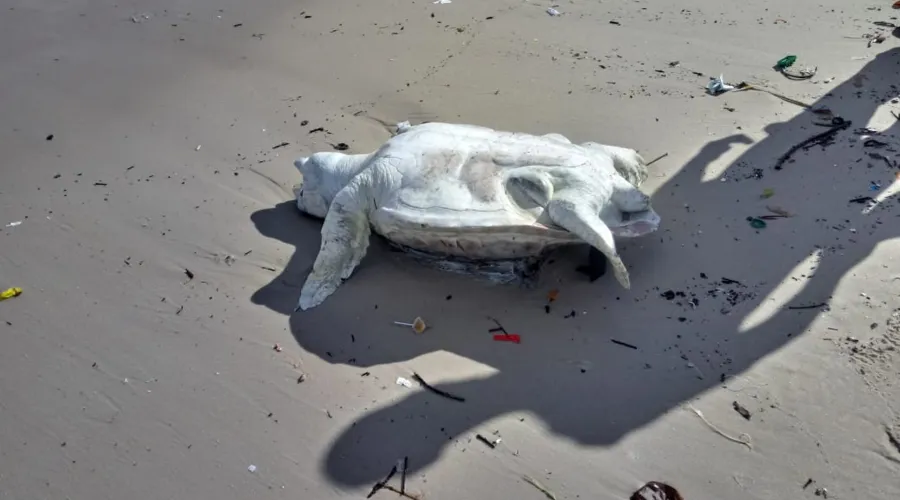 Imagem ilustrativa da imagem Tartaruga em estado de decomposição é encontrada na praia de Icaraí