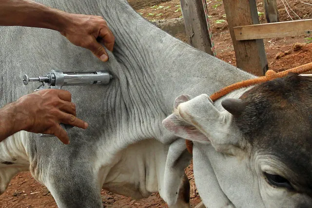 Imagem ilustrativa da imagem São Gonçalo alerta para vacinação contra febre aftosa