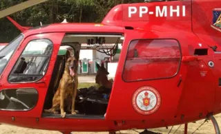 Imagem ilustrativa da imagem Cão dos bombeiros que ajudou em resgates em Niterói ganha aposentadoria