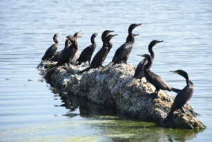 Imagem ilustrativa da imagem Aves trazem mais beleza para a lagoa de Araçatiba