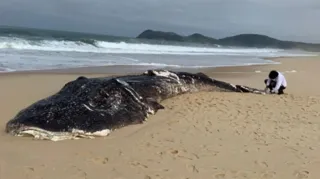 Imagem ilustrativa da imagem Carcaça de tubarão-baleia é removida em praia de Maricá