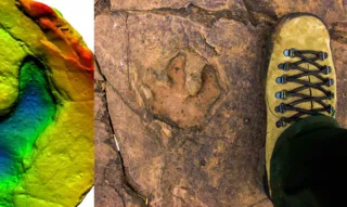 Imagem ilustrativa da imagem Estudo confirma presença de dinossauros em Mato Grosso do Sul
