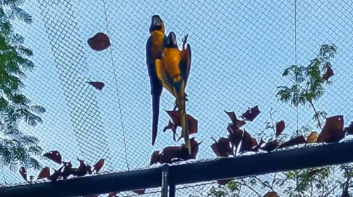 Imagem ilustrativa da imagem Romeu e Julieta: uma história de amor proibido no BioParque do Rio