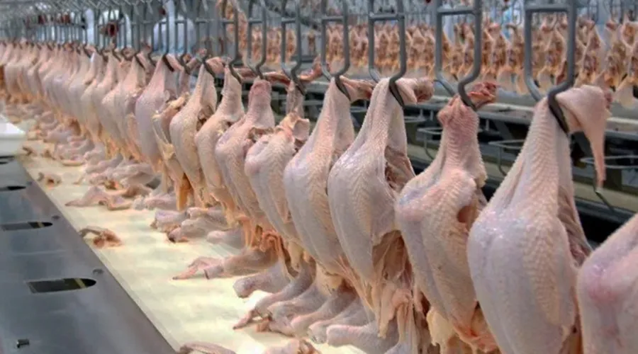 Imagem ilustrativa da imagem Arábia suspende importação de carne de aves em frigoríficos brasileiros