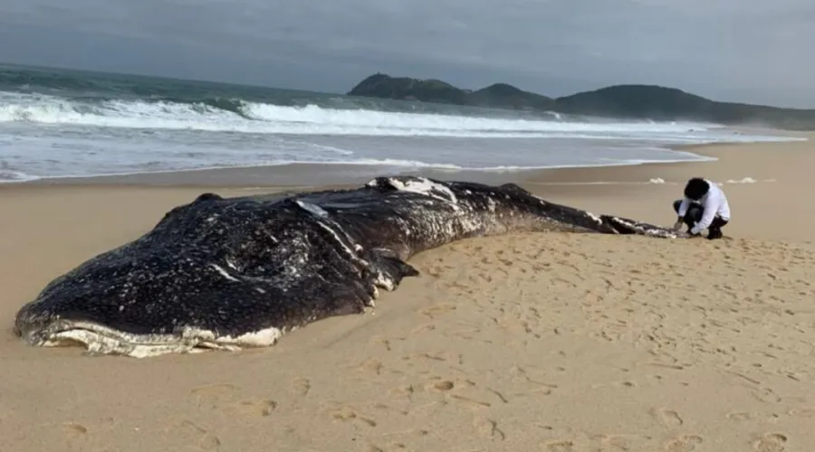 Imagem ilustrativa da imagem Carcaça de tubarão-baleia é removida em praia de Maricá