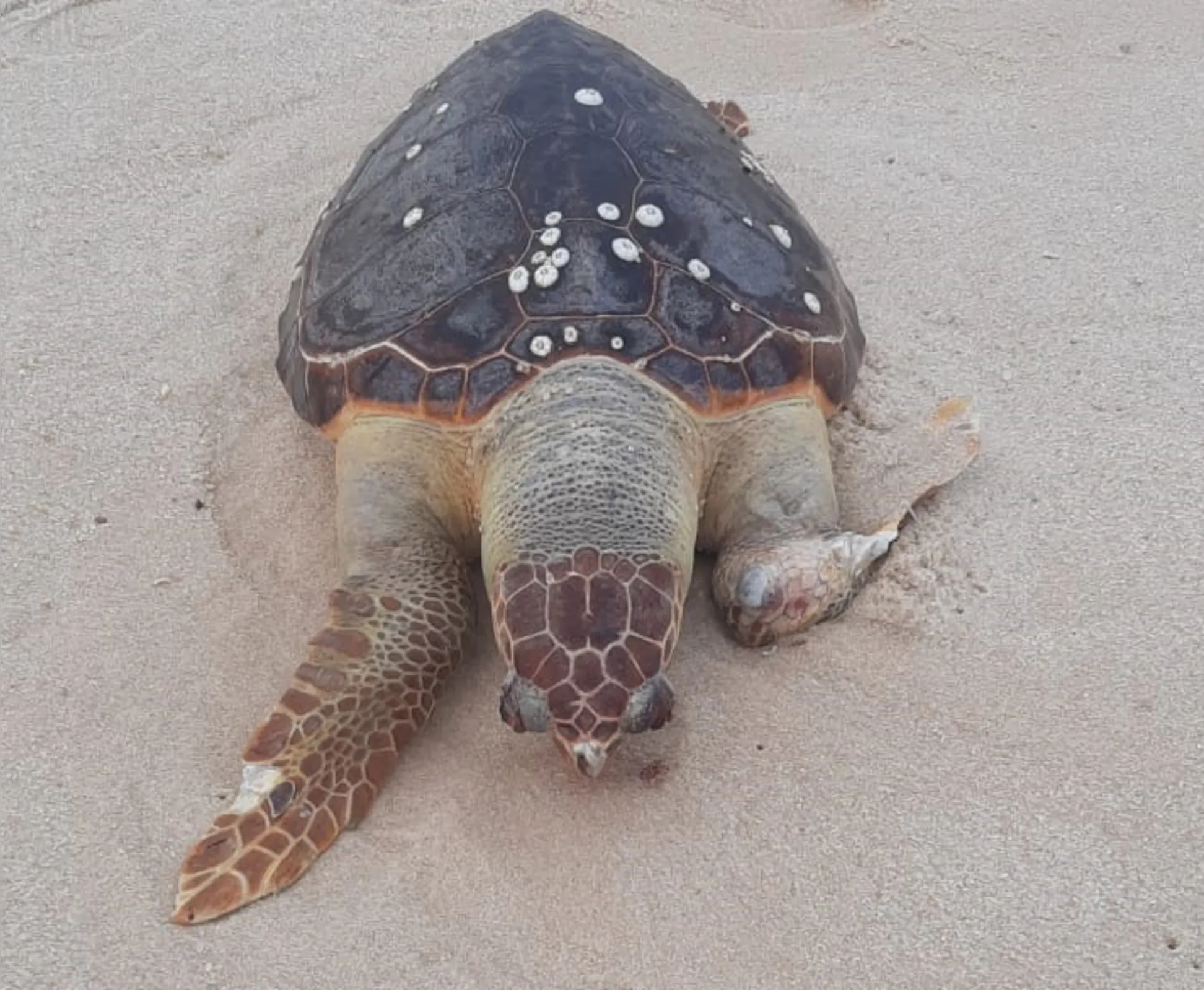 Imagem ilustrativa da imagem Tartaruga marinha é encontrada morta em praia de Maricá