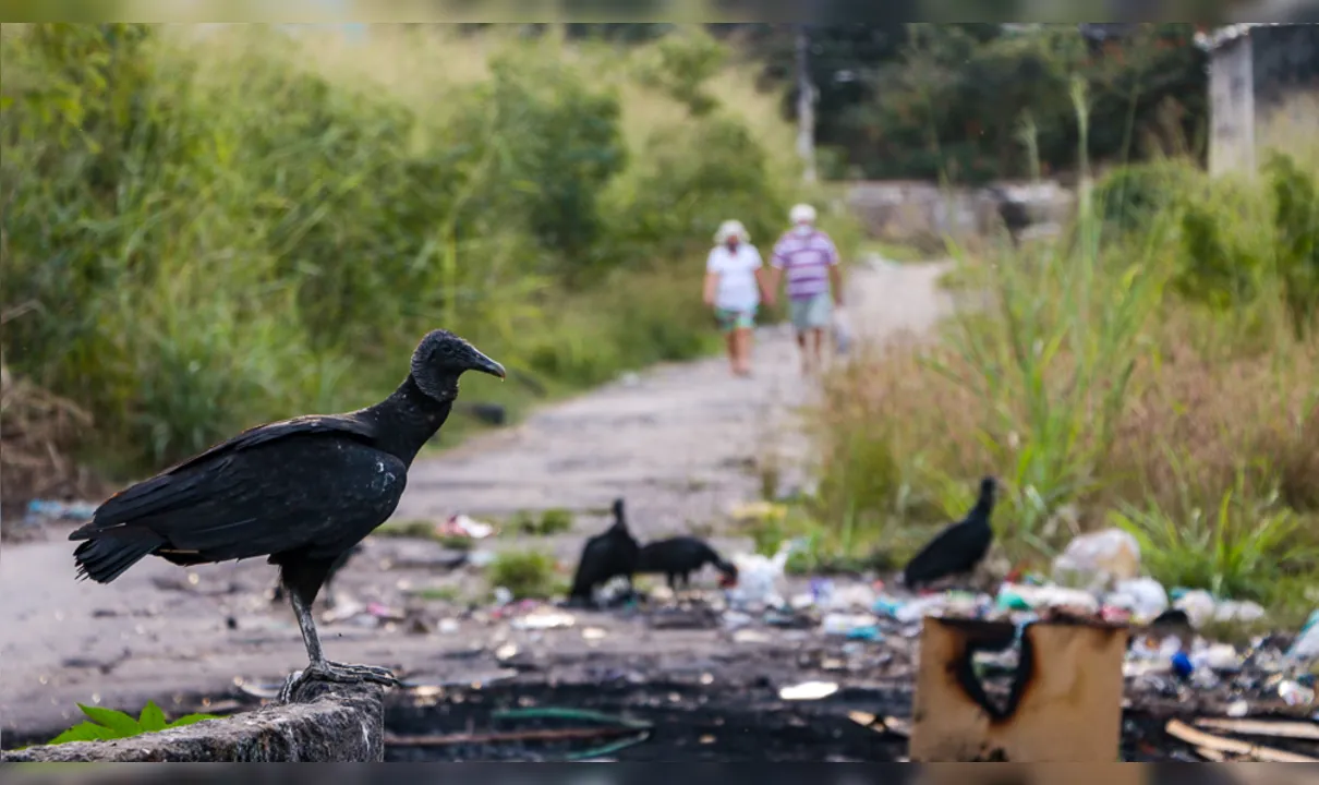 Imagem ilustrativa da imagem São Gonçalo pode multar população por despejo irregular de lixo