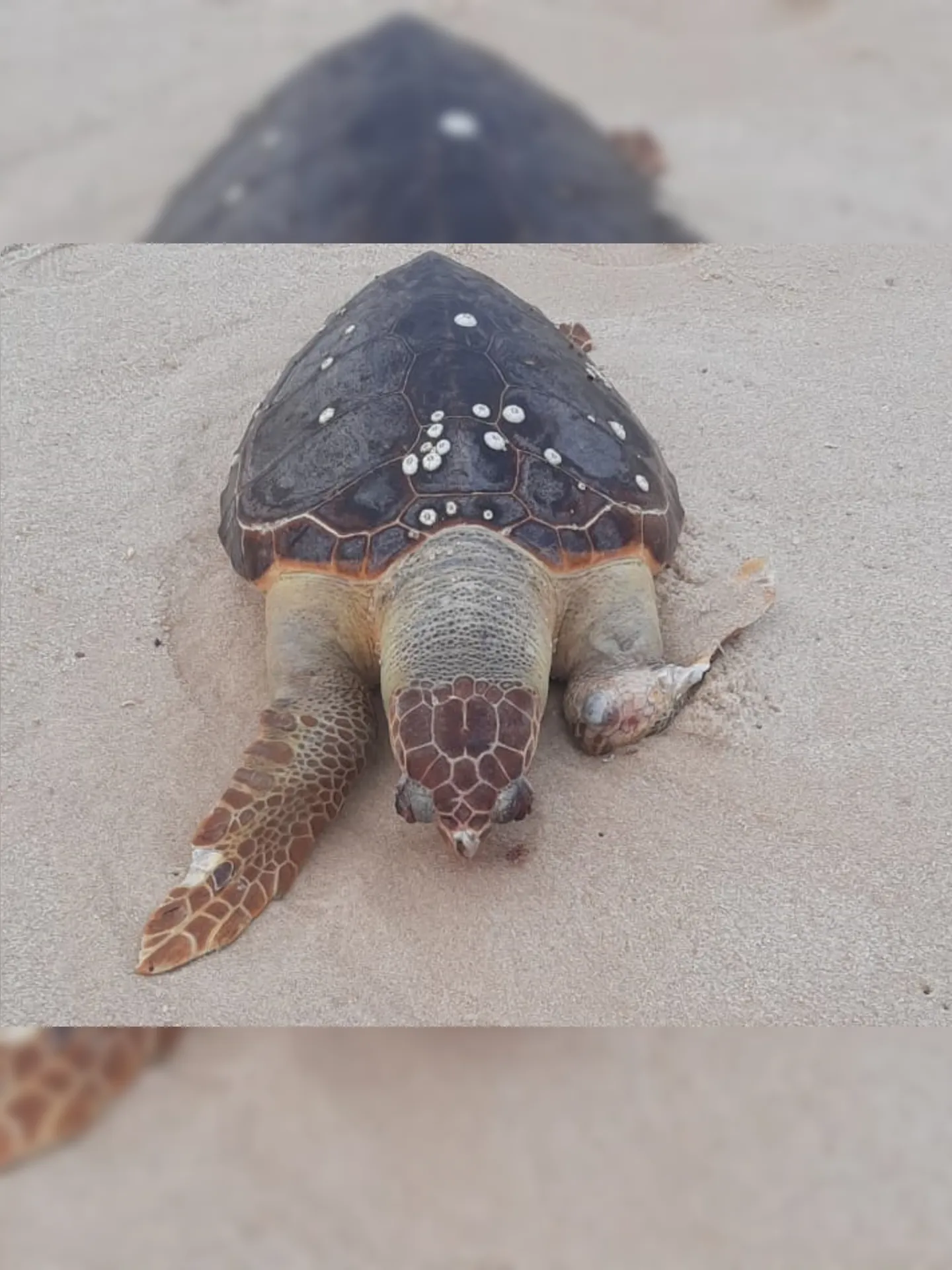 Imagem ilustrativa da imagem Tartaruga marinha é encontrada morta em praia de Maricá