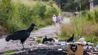 Imagem ilustrativa da imagem São Gonçalo pode multar população por despejo irregular de lixo