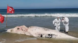 Imagem ilustrativa da imagem Por que baleias estão morrendo em Maricá?