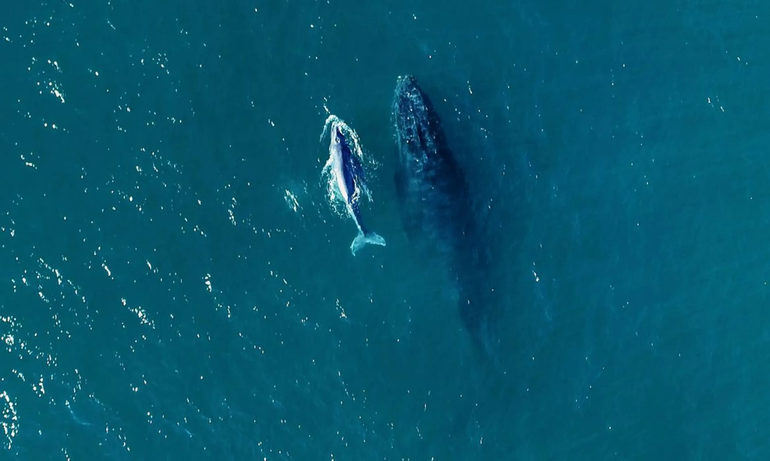Imagem ilustrativa da imagem Começou a temporada de baleias no litoral brasileiro