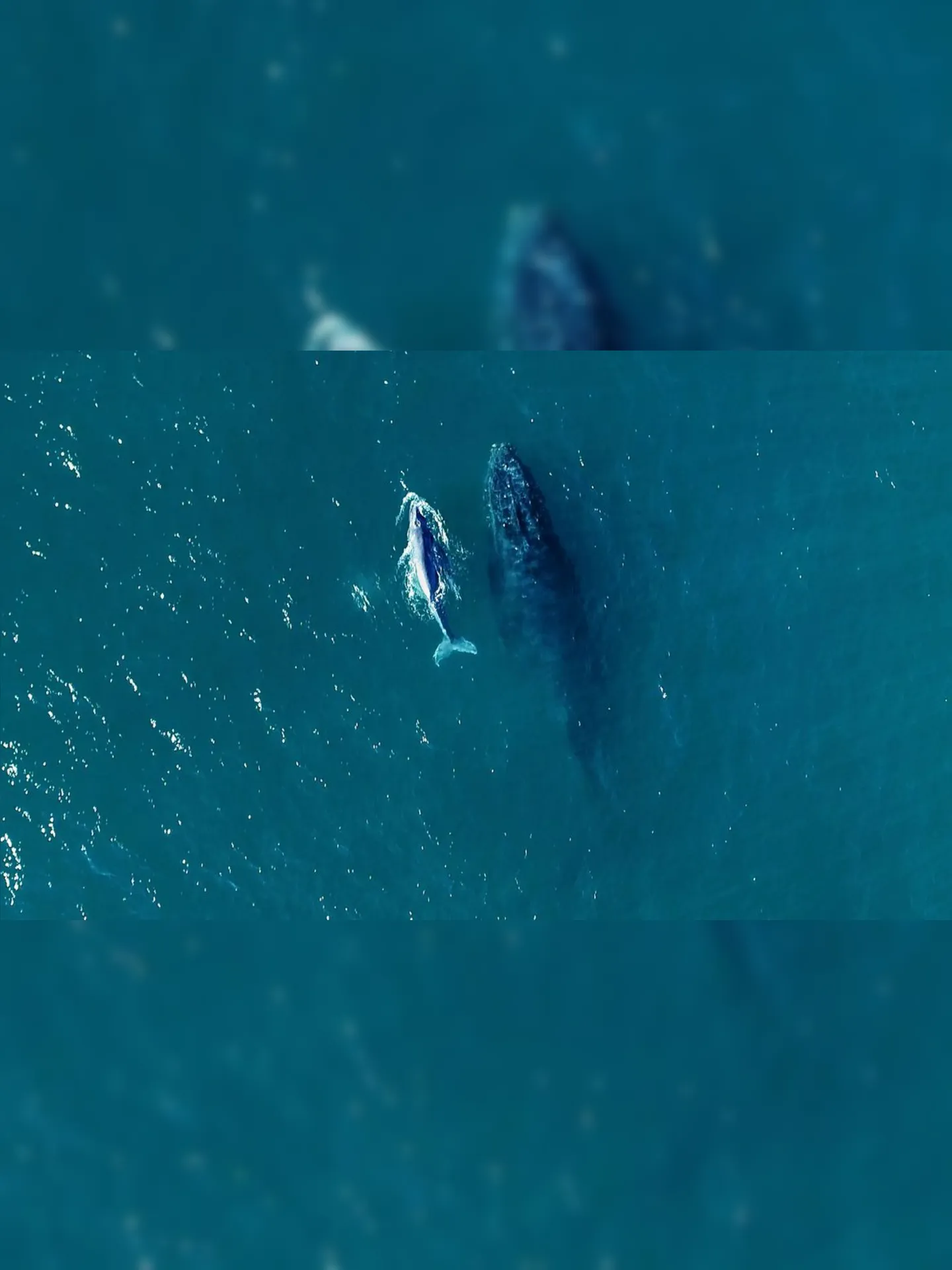 Imagem ilustrativa da imagem Começou a temporada de baleias no litoral brasileiro