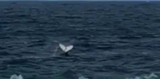 Imagem ilustrativa da imagem Vídeo flagra baleia na Praia de Itaipuaçu, em Maricá