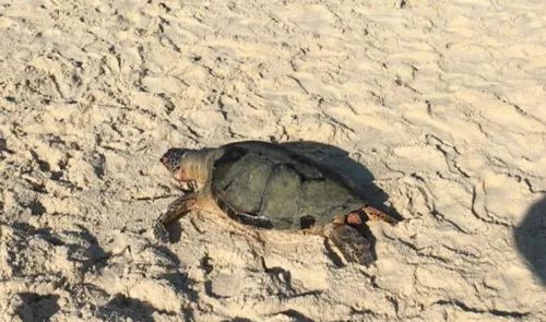 Imagem ilustrativa da imagem Tartaruga é encontrada morta na Praia de Icaraí, em Niterói