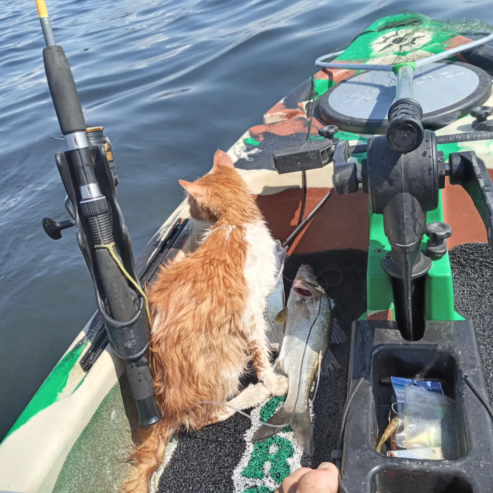 Imagem ilustrativa da imagem Pescadores que resgataram gato da Baía de Guanabara serão homenageados