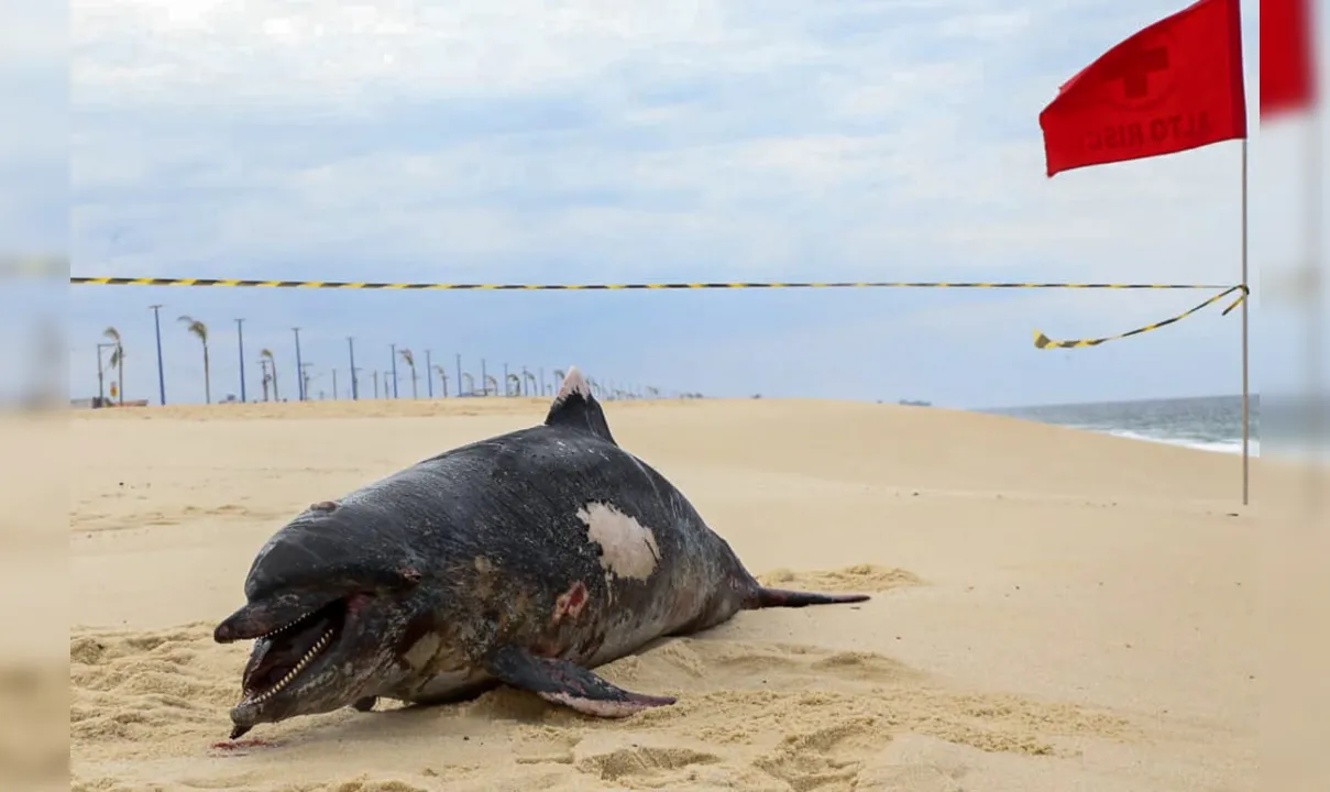 Imagem ilustrativa da imagem Golfinho é encontrado morto em praia de Maricá