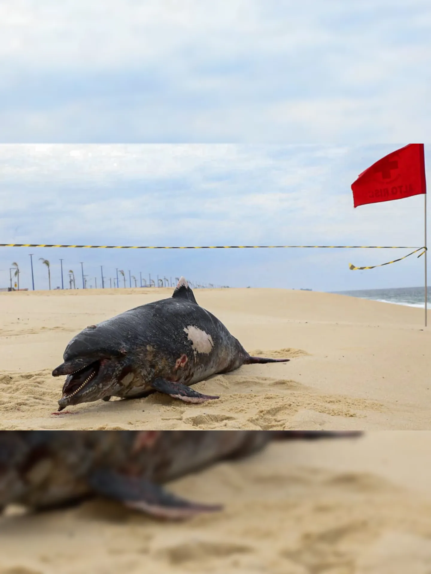 Imagem ilustrativa da imagem Golfinho é encontrado morto em praia de Maricá