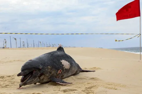 Imagem ilustrativa da imagem Golfinho é encontrado morto em praia de Maricá