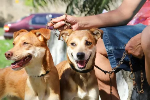 Imagem ilustrativa da imagem Animais serão abençoados no Palácio Guababara nesta segunda-feira