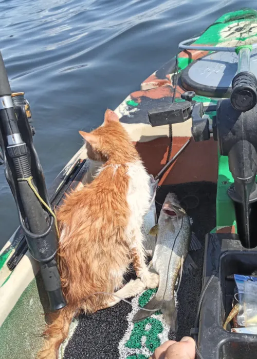 Imagem ilustrativa da imagem Pescadores que resgataram gato da Baía de Guanabara serão homenageados