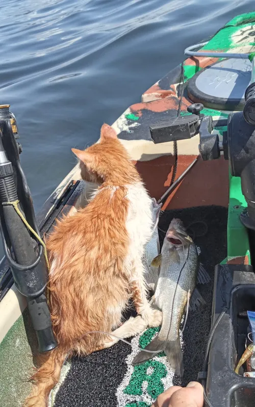 Imagem ilustrativa da imagem Pescadores que resgataram gato da Baía de Guanabara serão homenageados