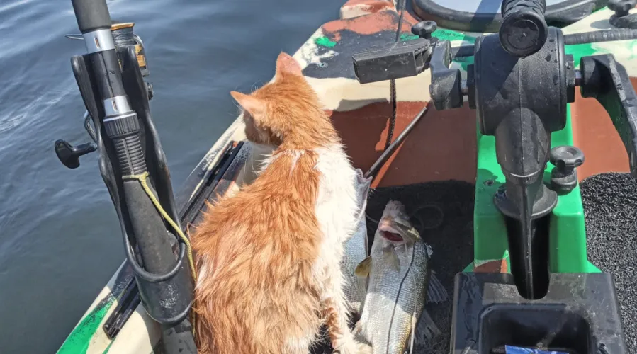 Imagem ilustrativa da imagem Pescadores que resgataram gato da Baía de Guanabara serão homenageados