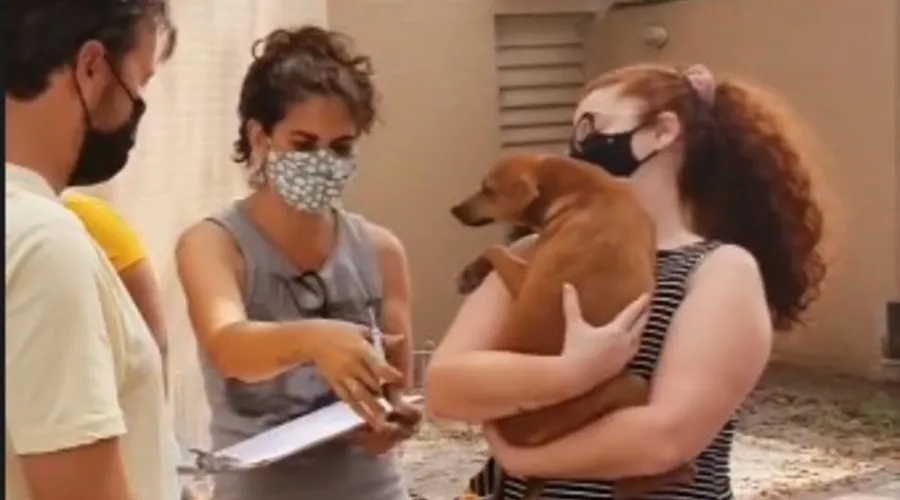 Imagem ilustrativa da imagem Pets vítimas de maus tratos ganham novos lares neste sábado em Niterói
