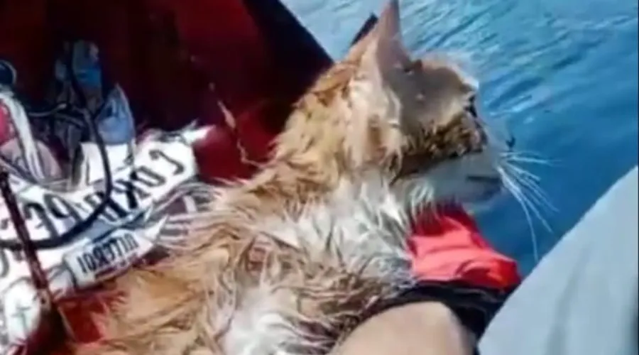Imagem ilustrativa da imagem Gato é jogado da Ponte Rio-Niterói e resgatado por pescador