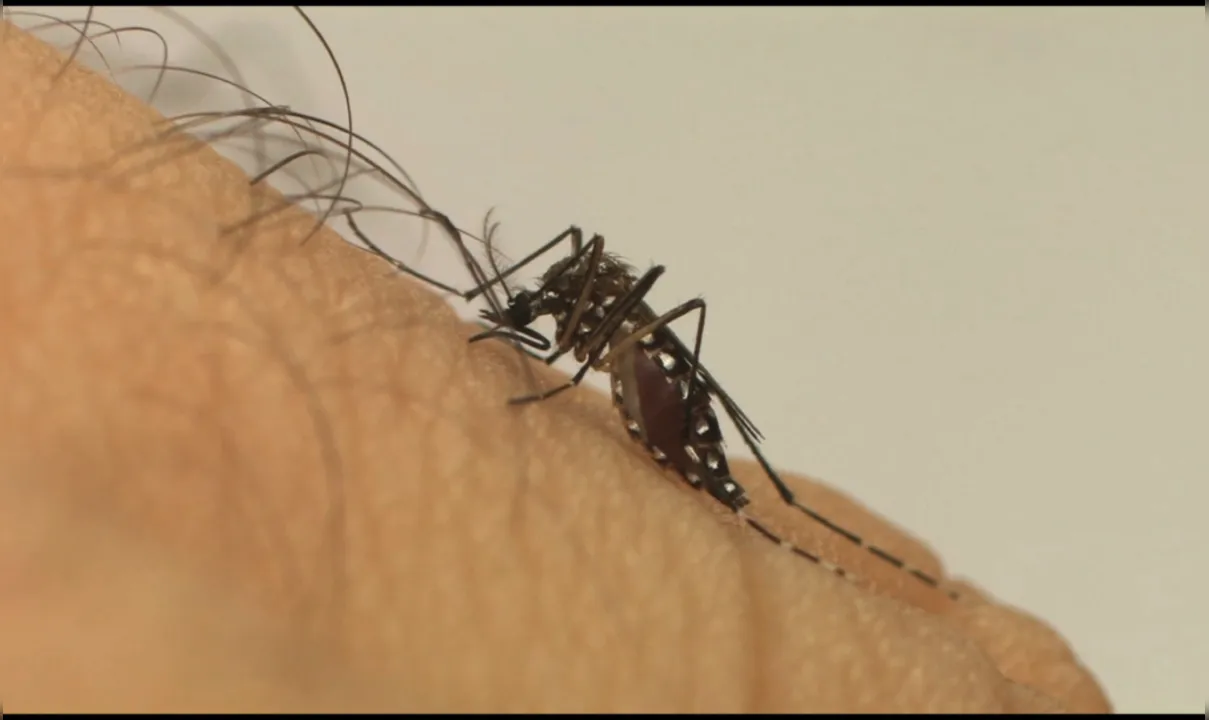 Imagem ilustrativa da imagem Pesquisa do Ministério da Saúde reduz em 70% casos de dengue