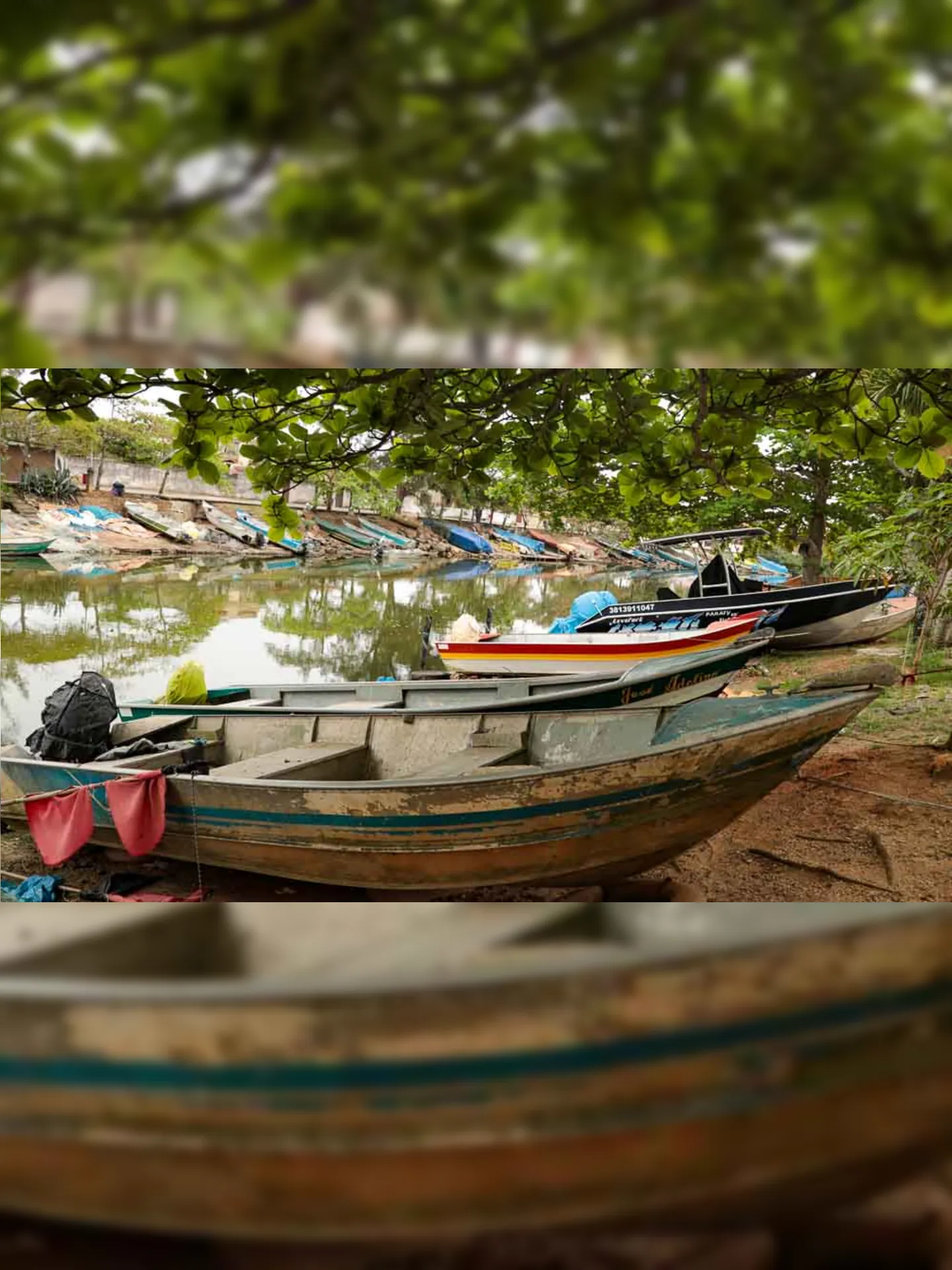 Imagem ilustrativa da imagem Mortandade de peixes em Maricá: UFF alerta para negligência do poder público