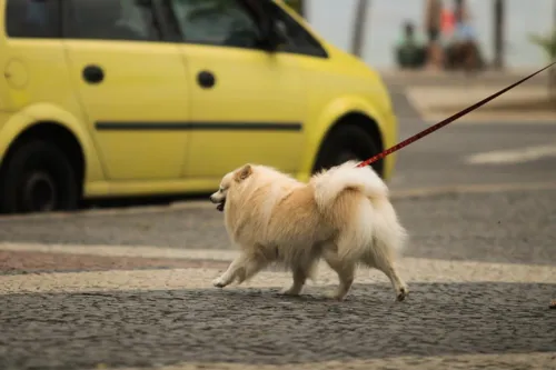 Imagem ilustrativa da imagem Selo Pet Friendly completa um ano com mais de 2 mil estabelecimentos no Rio