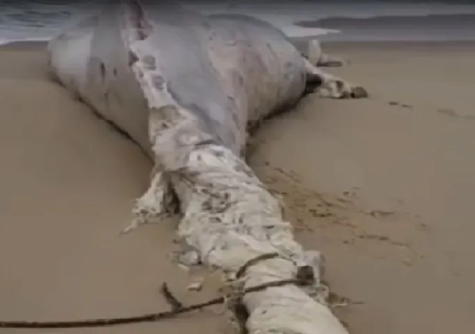 Imagem ilustrativa da imagem Baleias são encontradas mortas no mar de Maricá na manhã deste domingo