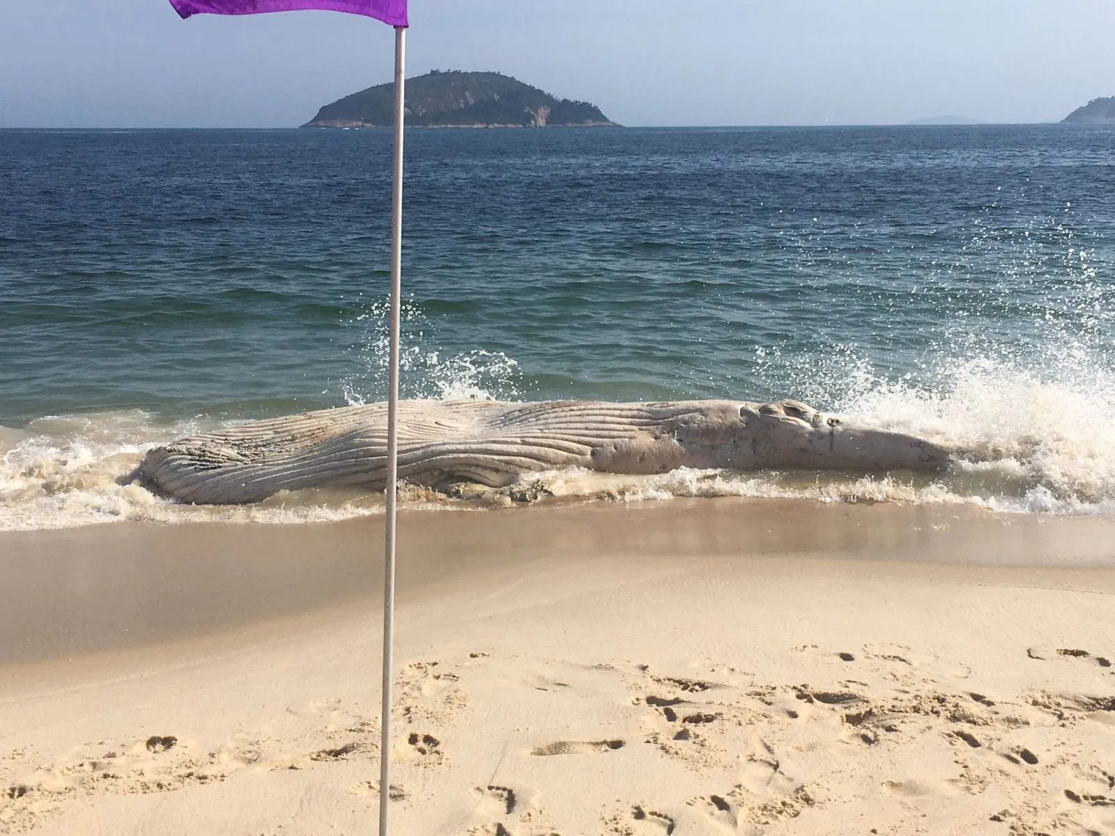 Imagem ilustrativa da imagem Espécie de baleia jubarte é encontrada morta na Região Oceânica de Niterói