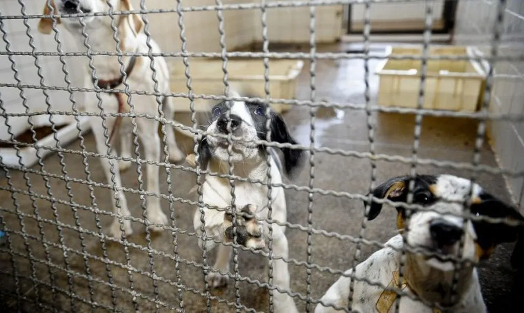 Imagem ilustrativa da imagem Bolsonaro sanciona lei que proíbe eutanásia em cães e gatos