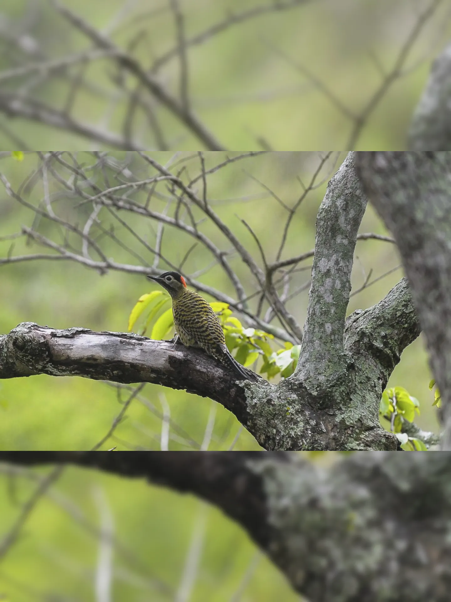 Rio de Janeiro - Pica-pau é um dos vários pássaros encontrados na ilha de Marambaia, na baia de Sepetiba, sul do estado (Tânia Rêgo/Agência Brasil)