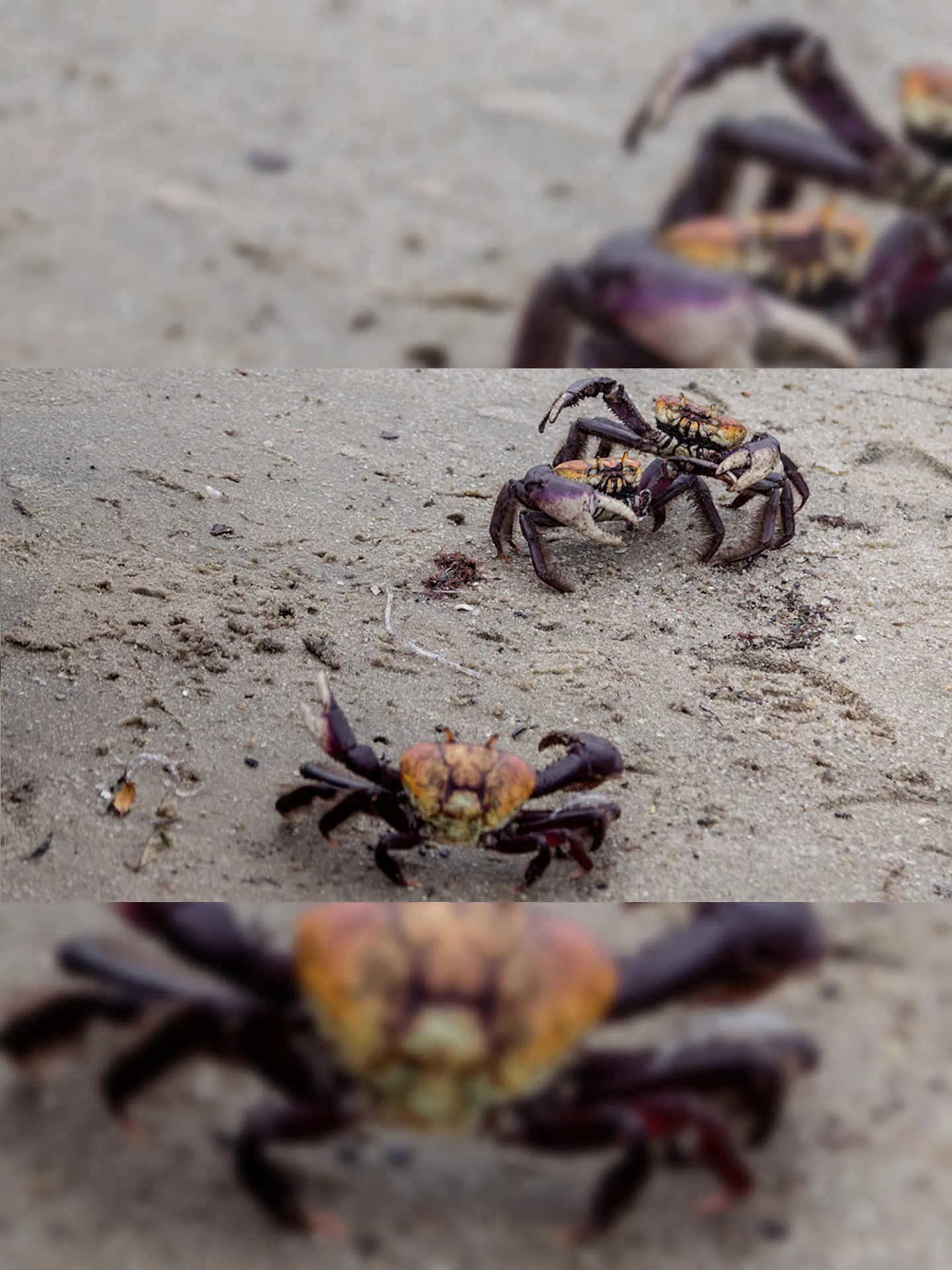 Imagem ilustrativa da imagem São Gonçalo alerta para caça irregular de caranguejo-uça fêmea