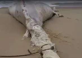 Imagem ilustrativa da imagem Baleias são encontradas mortas no mar de Maricá na manhã deste domingo