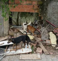 Imagem ilustrativa da imagem Niterói conclui que animais são bem cuidados após denúncia