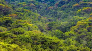 Imagem ilustrativa da imagem Prefeitura de Niterói cria Parque Natural Municipal Floresta do Baldeador