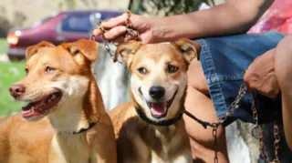 Imagem ilustrativa da imagem Saúde animal: Maricá terá complexo gratuito de veterinário Municipal