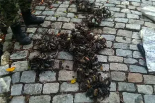 Imagem ilustrativa da imagem Centenas de caranguejos resgatados de feira em SG