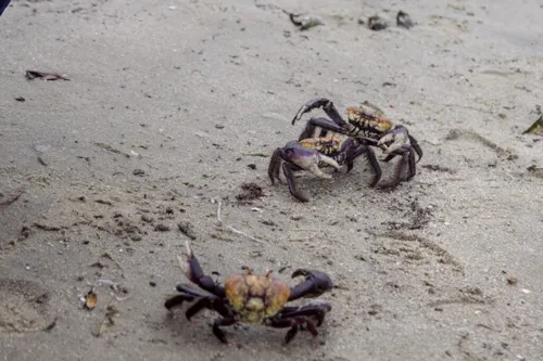 Imagem ilustrativa da imagem Mais de 200 caranguejos devolvidos à natureza em SG