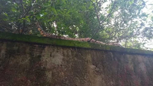 Imagem ilustrativa da imagem Cobra invade residência e é resgatada por guardas ambientais em Niterói