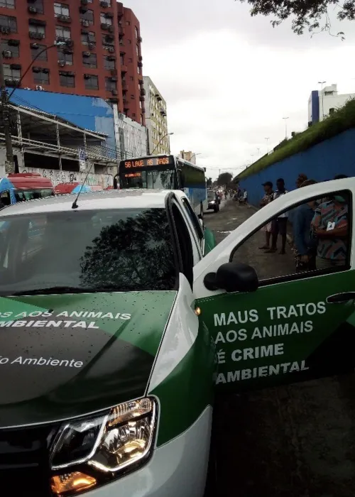 Imagem ilustrativa da imagem Mais de 100 caranguejos ilegais são apreendidos em feira de São Gonçalo