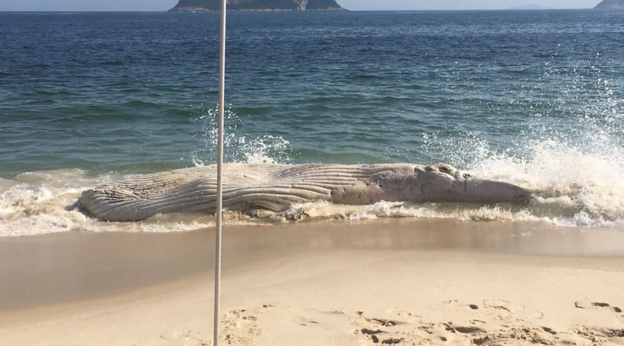 Imagem ilustrativa da imagem Espécie de baleia jubarte é encontrada morta na Região Oceânica de Niterói