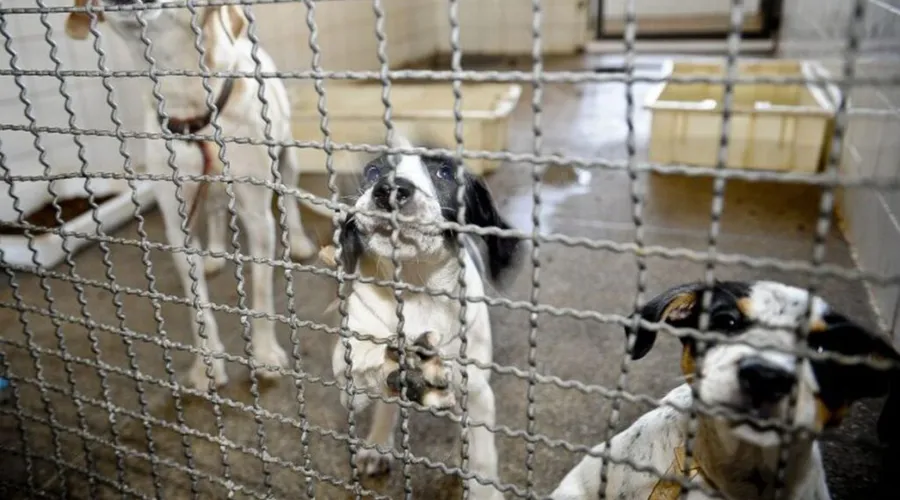 Imagem ilustrativa da imagem Bolsonaro sanciona lei que proíbe eutanásia em cães e gatos