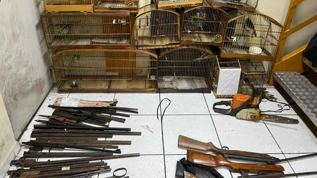 Imagem ilustrativa da imagem Armas, munições e pássaros silvestres apreendidos no Rio